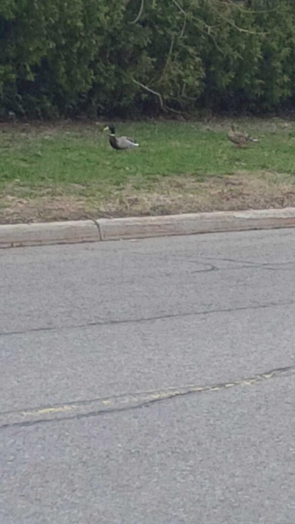 Looks like I'm not the only one out for a walk...didn't know ducks could make me feel this single #quack #duckcouple