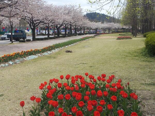 jski3161's tweet photo. 벚꽃이 지나갈 무렵 아름다운 튤립이 캠퍼스를 멋있게 장식하고 있어요. http://t.co/Yyj2ai40VZ