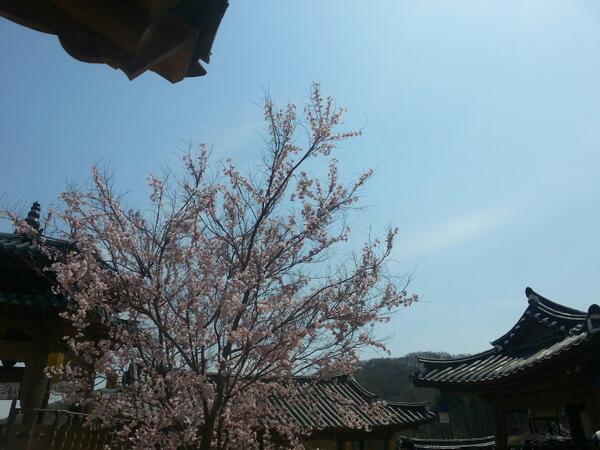 우리 강치님이 계시는 곳은 어디라도 아름답지요♥“<a href="/mbc9book/">[구가의 서]</a>: 벚꽃, 저도 참 좋아하는데요. 제가 한 번 찍어보겠습니다. 백년객관 벚꽃나무!! ”