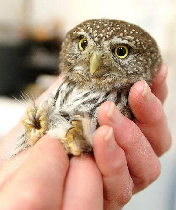 Animal_Images tweet picture