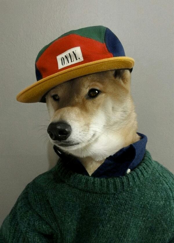 _kibakamaru's tweet photo. hip-hop dog!! http://t.co/ugBGkEtTSI