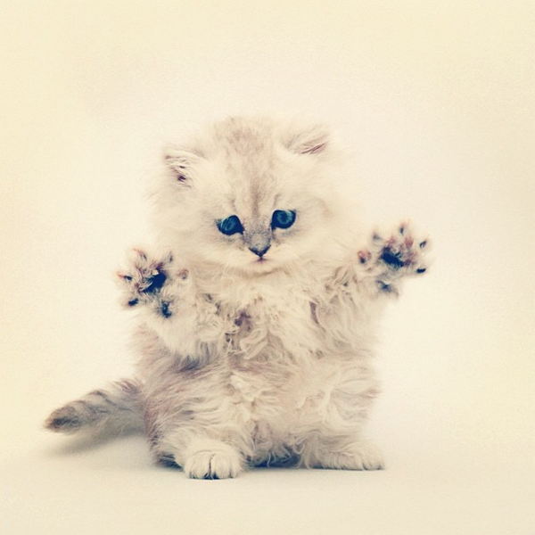 insta_kitten's tweet photo. http://t.co/TWaPT35PkJ