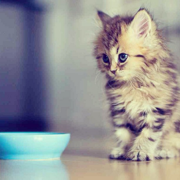 insta_kitten's tweet photo. http://t.co/DpBVkGc4Qs
