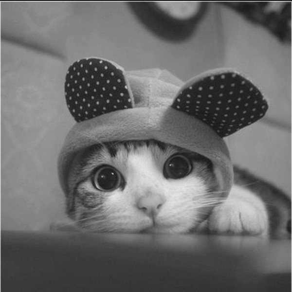 insta_kitten's tweet photo. http://t.co/xzXutKtMWh