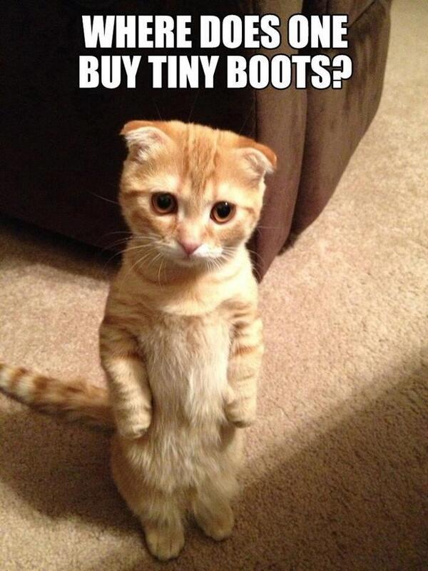 ninadobrev's tweet photo. OMG adorable! “@georgie_t13: @ninadobrev I thought you might like this as a Cute Kitty picture of the day... :) http://t.co/NokfW748oC”