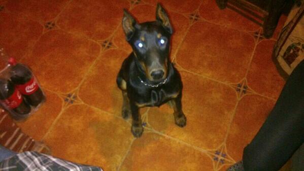 miguellopezfran's tweet photo. Esto es un perro y lo demás son poyas jajajaja http://t.co/ZFtpBE9EhI