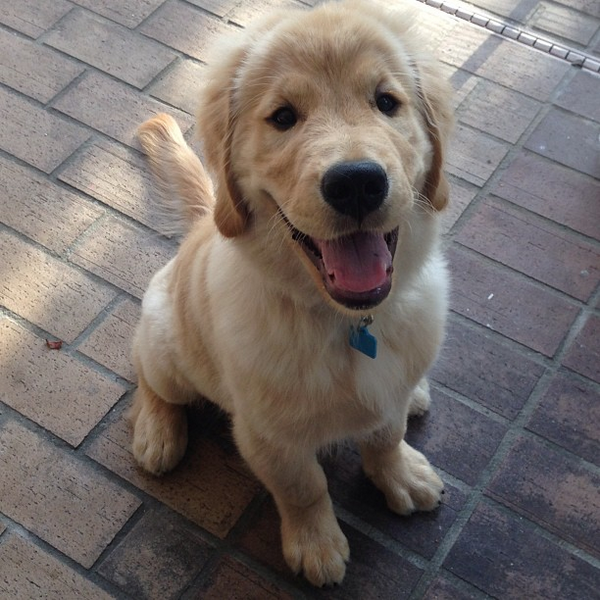 insta_dog's tweet photo. http://t.co/X8UooC69lI