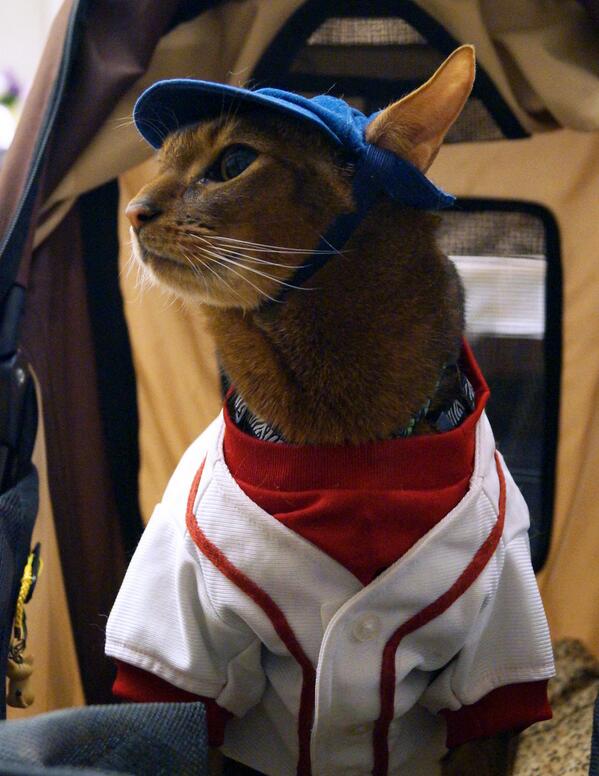 abyaday's tweet image. @RueLaLa  Do you make your #HonorBoston shirts in cat sizes?? #Strollercat needs one, too!