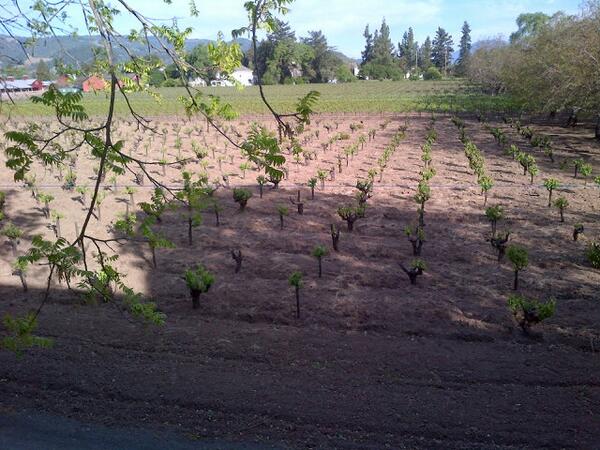 Smadanad's tweet photo. Napa vineyards with great weather! http://t.co/7UvOsdisTD