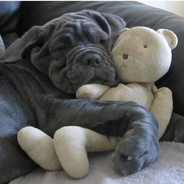 insta_dog's tweet photo. *-* http://t.co/e0dZuZ9OQc