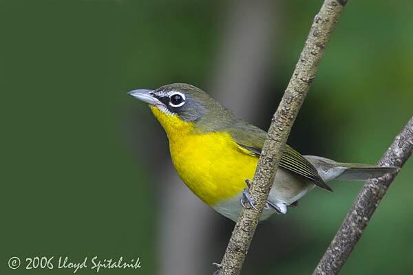 VisualApp007's tweet image. With a little quick-thinking and some teamwork, the Appsters saved a bird trapped inside our building today!