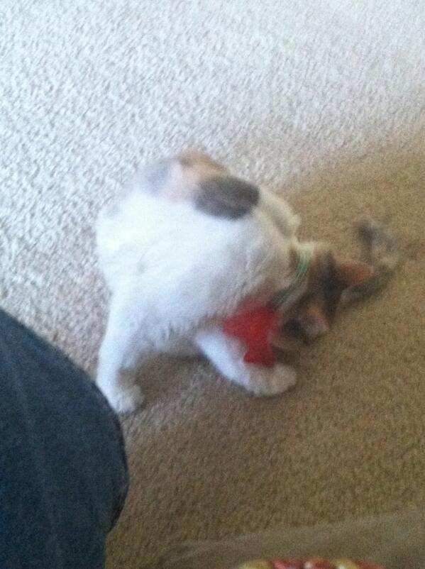 DoC_OnE's tweet image. All this #Cat ever does is lick herself... 
-_- #CatProblem #DoC1sOfficial I'm buying a #Puppy tomorrow lol