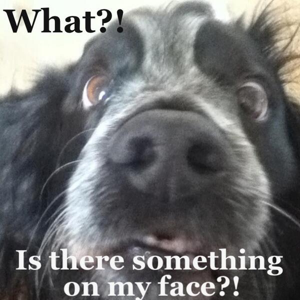 antisocialPlus's tweet photo. What?! ... #ComicalAnimals http://t.co/t4tQjTXj7Z