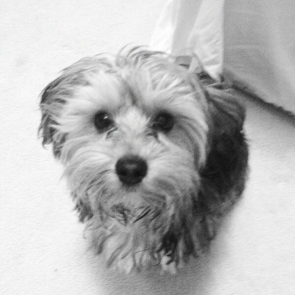 ThePrincesa's tweet photo. Happy first Birthday Scooter http://t.co/unmjuIiP5O