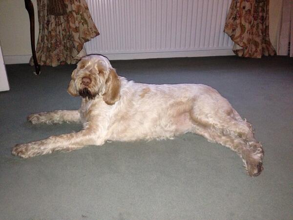 Alex,  Lola having a relax