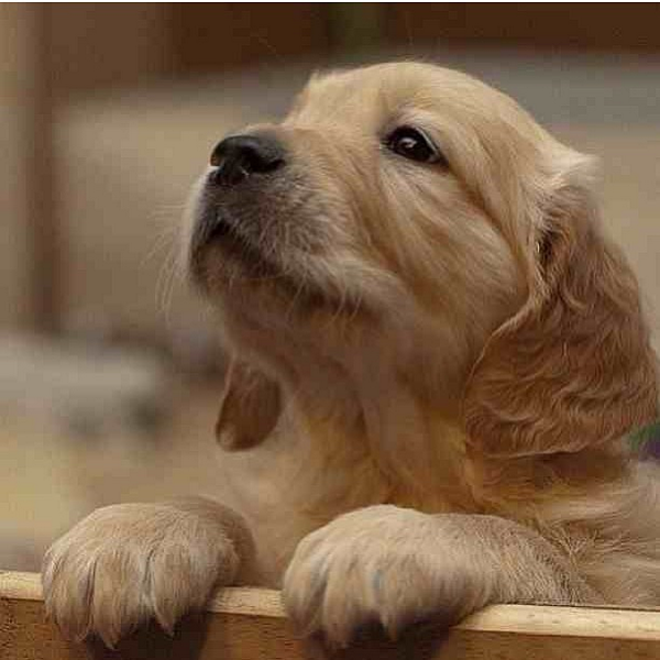 insta_dog's tweet photo. http://t.co/IBkZDkdAfB