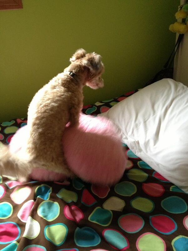 puppy humping pillow