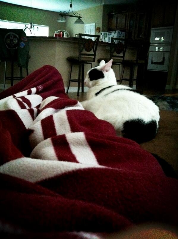 emilyfordglenn's tweet image. Really sterling, you will lay on my legs but not let me pet you. #kaycool