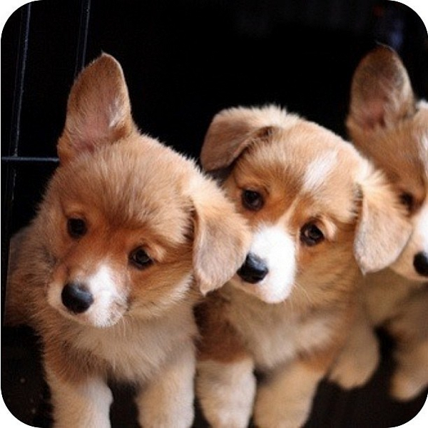 insta_dog's tweet photo. http://t.co/kIR1poEywE