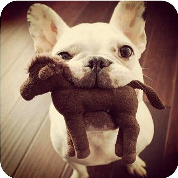 insta_dog's tweet photo. @instagram @insta_dog http://t.co/e6ljlt9JcC