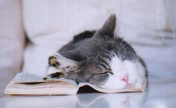 Yine kitap okurken uyuyup kalmış bu!