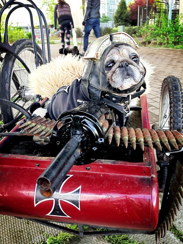 LickerishthePUG's tweet photo. Met a new friend today. His name is Yoda "The Red Baron". http://t.co/0DuImFC0RE