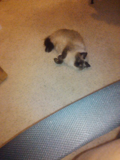 My cat sleeping funny. I call her cini mini but her name is Cinnamon http://t.co/IMLcdqstln