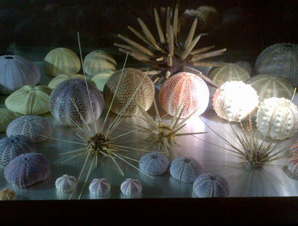 hikariakimi's tweet image. #shellmuseum