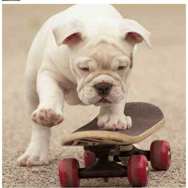 insta_dog's tweet photo. http://t.co/7H6EFbcyJ9