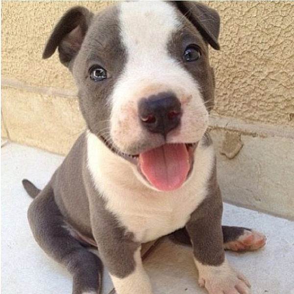 insta_dog's tweet photo. ^.^ http://t.co/snGBhA1uMs