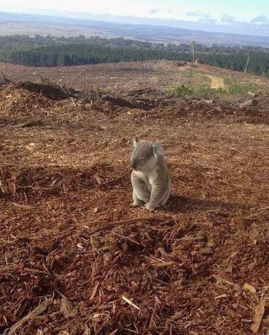 _Paisajes_'s tweet photo. Triste imagen de un Koala después de descubrir que su casa ha sido talada... http://t.co/k2ZMmLyoLQ