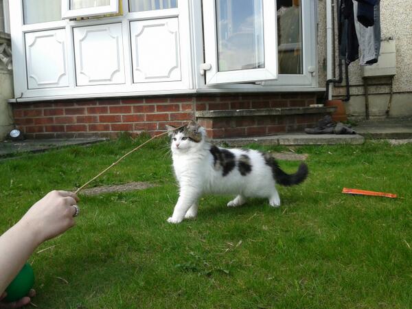 danraby77's tweet photo. Toby's first venture outside. . #scaryworld http://t.co/jMQOaYuFGH