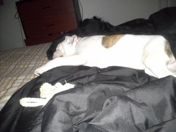 visionswithMo's tweet image. She thinks this is her bed... lol #spolied