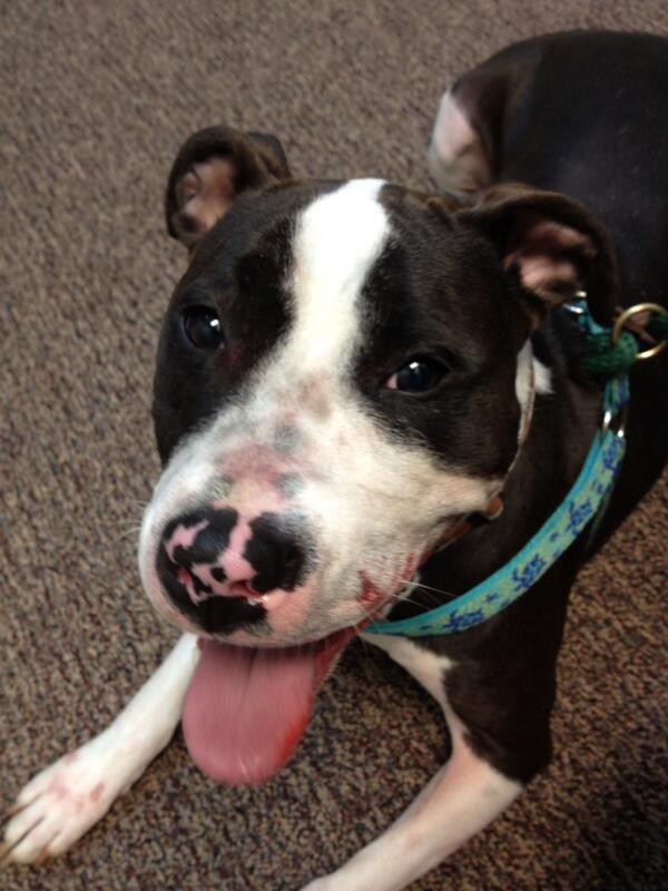 MarableMike's tweet image. Rottweilers 1 prim 0. Attacked while training for the fast and the furriest 5k