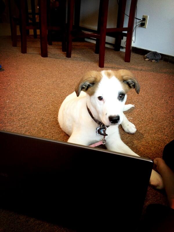bgreendeer's tweet photo. @wwsp90fm "What? You've never seen a puppy play trivia?" #trivia44 http://t.co/Ee1zSQeLU2