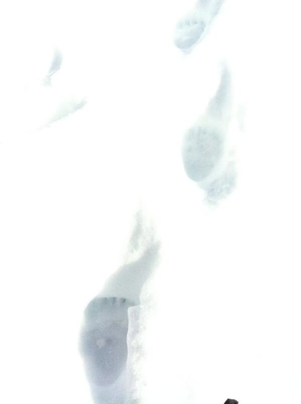 saidbyanna's tweet image. BEAR WAS HERE! Looks like he went swimming over the lake. ;) @BinaBean23 #North #SpringIsApproaching #NotTheNorthPole