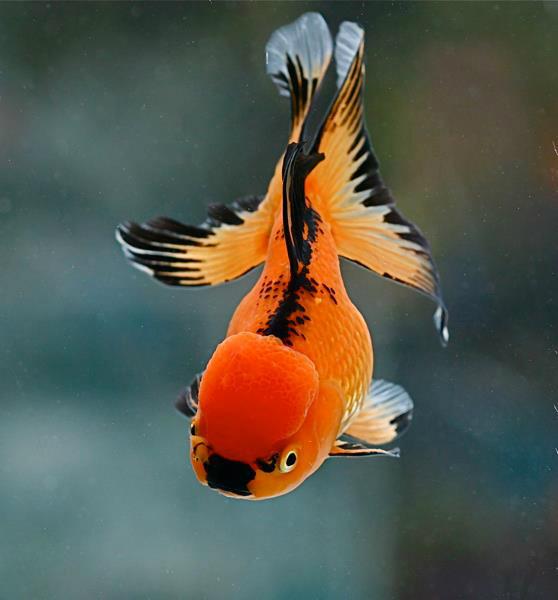 hermosa Bailarina...