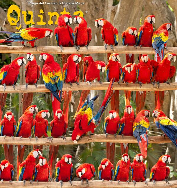 QuintaMagazine's tweet photo. Nuestra portada No. 46 (Sept-Oct 2011) fué dedicada a la conservación de guacamayas en @XcaretPark #VolandoaCasa http://t.co/eEAH4CuRkI
