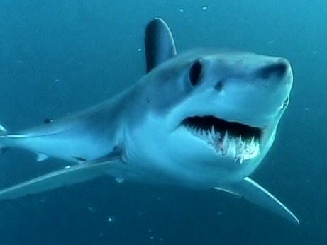 ivoborkus's tweet photo. G'morning Cape Town! Today's menu: going out on open sea and dive w mako sharks and blue sharks. #freekinhetwild3 http://t.co/qH1vkwJQ37
