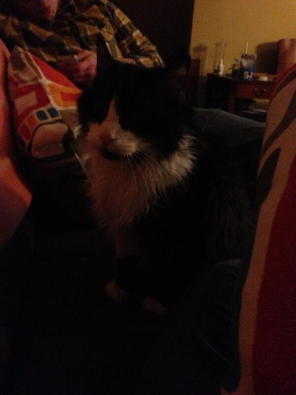 SurlyCat's tweet photo. Do I even have eyes??? http://t.co/MqAT625htV