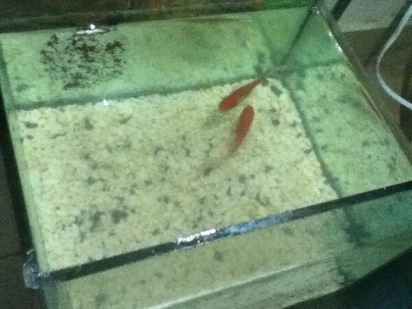 CutemanoKhan's tweet photo. Aww my fishys http://t.co/SxCTsJQVAV