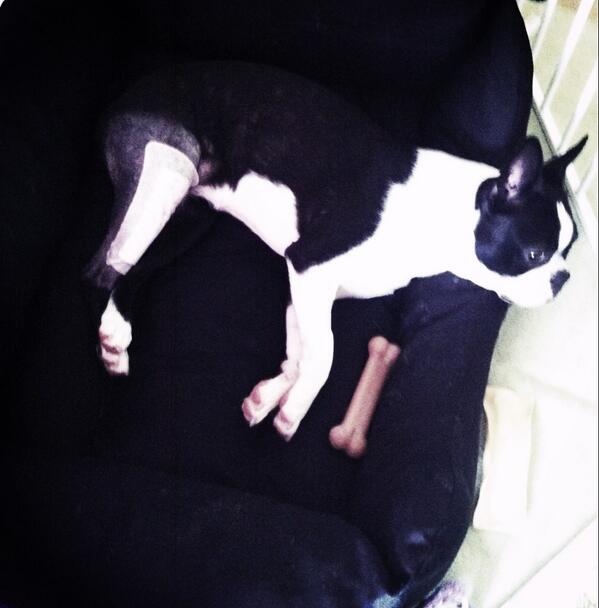 NikoPup's tweet image. Another day in isolation, looking at the birds outside, trying to get comfortable, watching tv &amp;amp;snoozing. #Day3of60