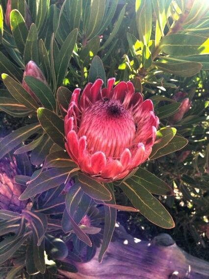 Protea spotted on the drive back to Cape Town @AngieCapeTown #SnapSeed #ElginWedding