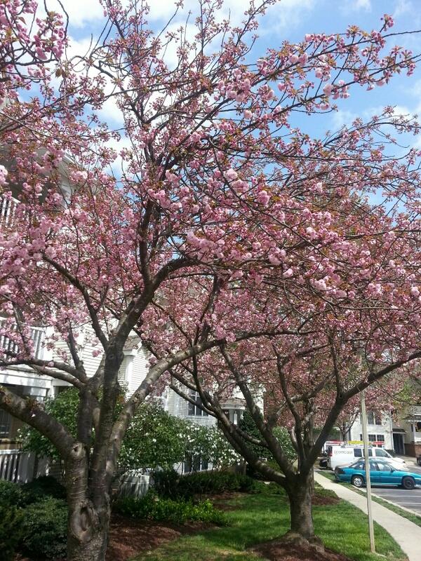 nsdeva's tweet image. 