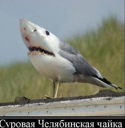 Ха