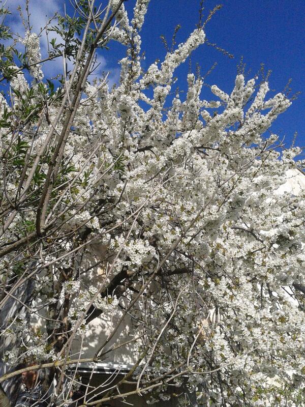 Los cerezos en estado puro