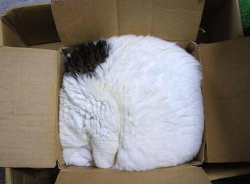 Rylaan's tweet image. Oh cat image, what secrets do you hold? #PlaidCTF #pctf #IfOnlyIWasntSuchAN00b