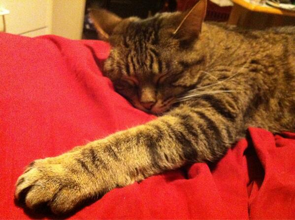 ColinEmberley's tweet image. THAT just happened #cuteexplosion