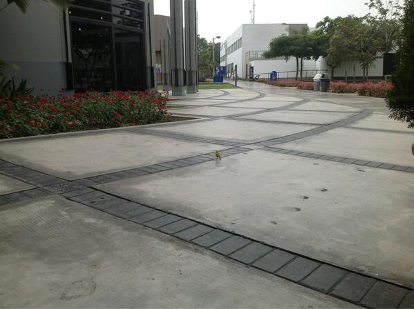 _stephfz_'s tweet image. :O RT @jlmanrique: Y llego el 1/4 de pollo xD #agileopenlima