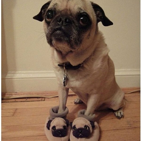 insta_dog's tweet photo. :) http://t.co/ZxbuxvHoTr